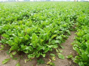 bike ride 8 beets small