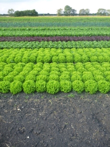 lettuce strips small